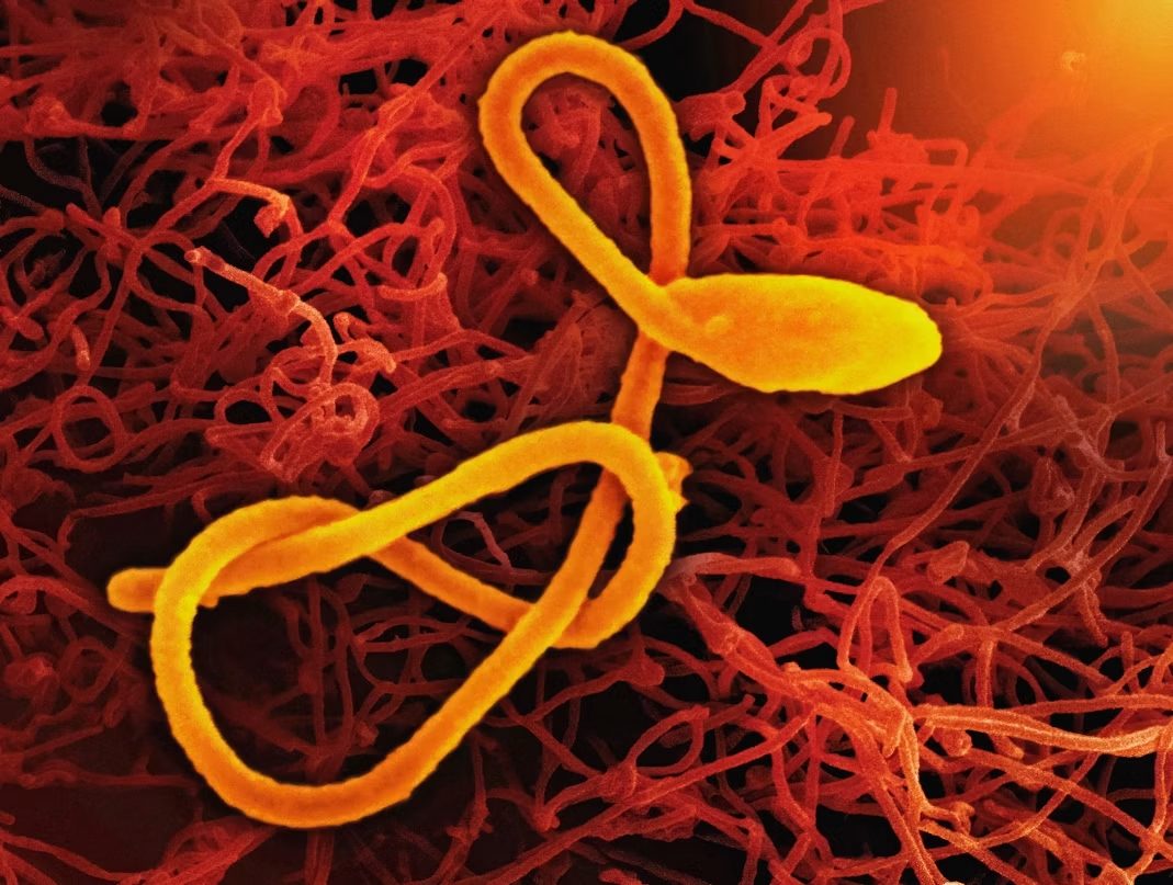 Illustration : Épidémie d’Ebola Bundibugyo : premiers résultats pour un vaccin