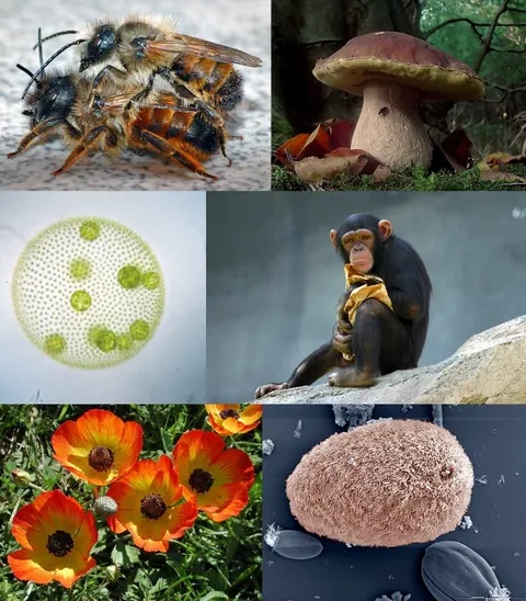 L’émergence des cellules eucaryotes il y a plus de 2 milliards d’années
