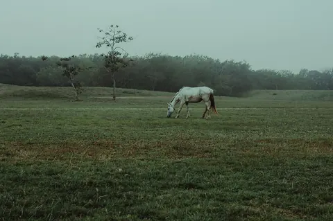 Le cheval blanc d’Uffington, un géoglyphe emblématique du Royaume-Uni
