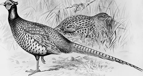 Le coucou, un oiseau stratège aux talents sans limites