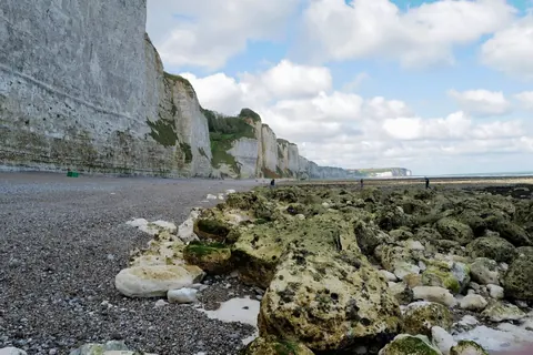 Méduses échouées sur les plages de Normandie