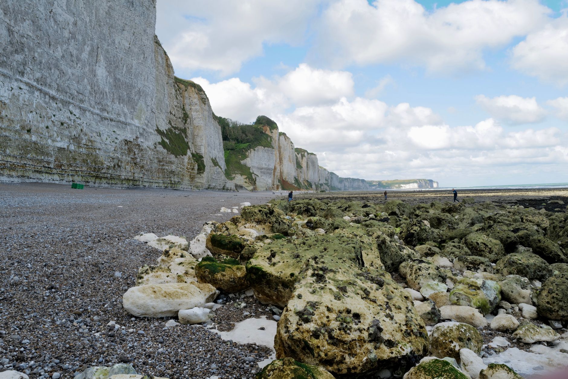 Illustration : Méduses échouées sur les plages de Normandie