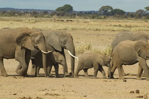 Mort inexpliquée de 15 éléphants au Kenya