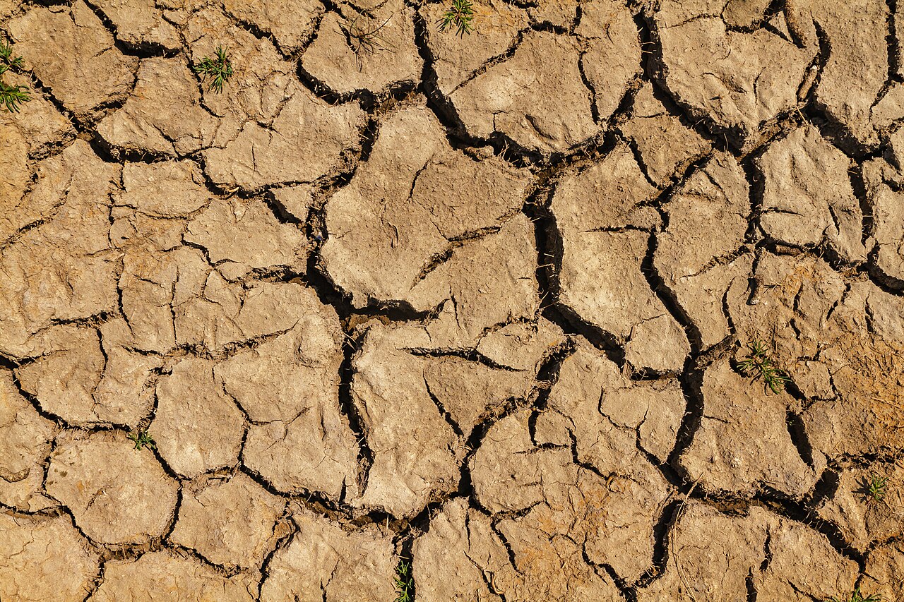 Réchauffement climatique et biodiversité en danger