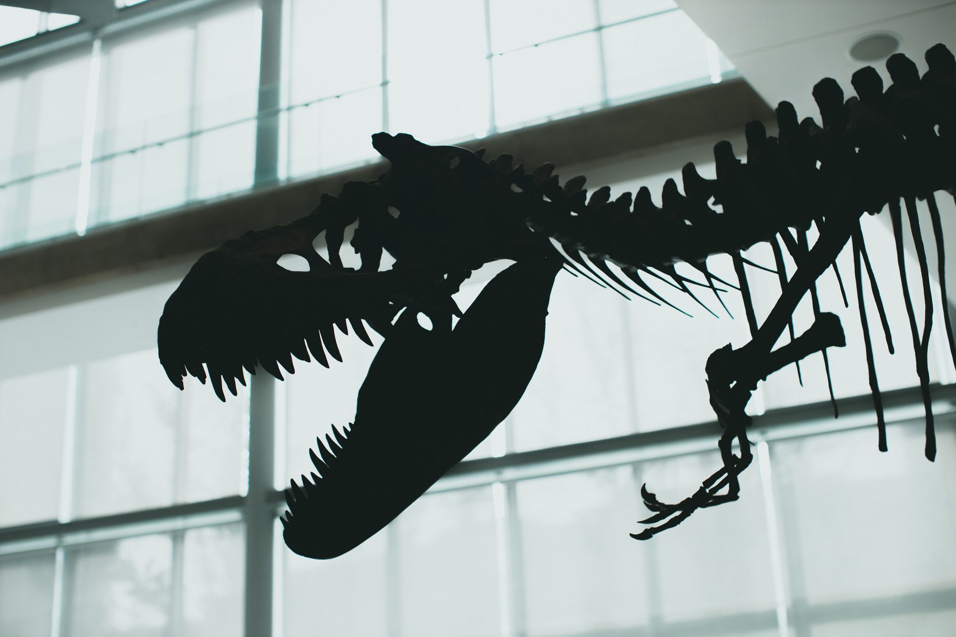 Illustration : Présentation à New York d’un T-Rex exceptionnel avant sa vente aux enchères