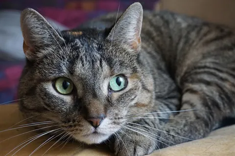 Une technique simple pour communiquer avec les chats